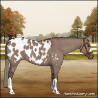 Horse Color:Liver Red Dun Mushroom Appaloosa Brindle 