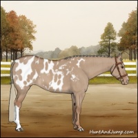 Horse Color:Red Dun Mushroom Appaloosa Brindle