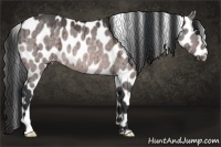 Horse Color:Platinum Bay Dun Appaloosa 