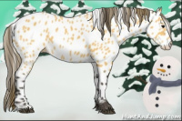 Horse Color:Buckskin Leopard 