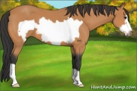 Horse Color:Bay Frame 