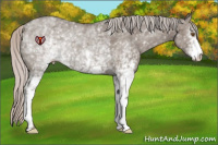 Horse Color:White Spotted Silver Grullo Rabicano