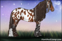 Horse Color:Buckskin Appaloosa