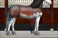 Horse Color:Brown Roan Splash