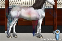 Horse Color:Classic Champagne Roan Splash