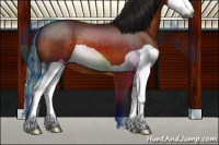 Horse Color:Gray Buckskin Splash 