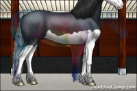 Horse Color:Black Splash 