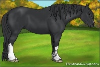 Horse Color:Black  and Black 