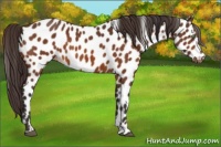 Horse Color:Buckskin Appaloosa 