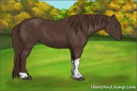 Horse Color:Liver Chestnut Tobiano 