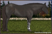 Horse Color:Liver Chestnut Tobiano 