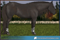 Horse Color:Liver Chestnut Tobiano 