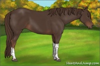 Horse Color:Liver Chestnut Tobiano 