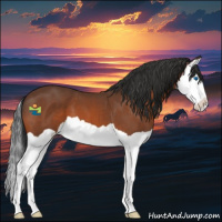 Horse Color:Bay Splash 