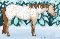 Horse Color:Red Dun Ice Roan Near Leopard
