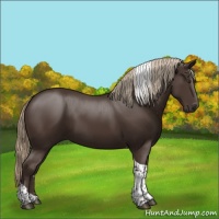 Horse Color:Liver Chestnut Tobiano