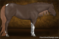 Horse Color:Liver Chestnut Tobiano