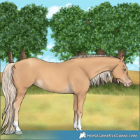 Horse Color:Gold Cream Champagne 