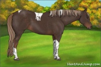 Horse Color:Liver Chestnut Tobiano 