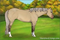Horse Color:Silver Bay Dun