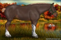 Horse Color:Liver Chestnut Tobiano 