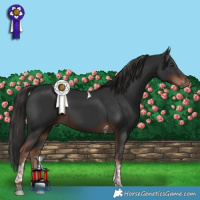 Horse Color:Liver Chestnut Tobiano