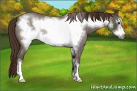 Horse Color:Liver Red Roan Frame