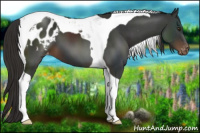 Horse Color:Liver Chestnut Tobiano Appaloosa
