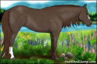 Horse Color:Liver Chestnut 