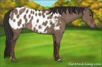 Horse Color:Liver Red Dun Appaloosa 