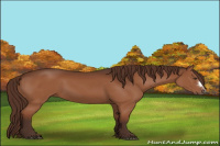Horse Color:Liver Chestnut 