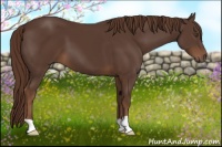 Horse Color:Liver Chestnut 