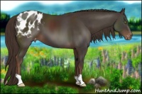 Horse Color:Liver Chestnut Appaloosa