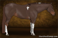 Horse Color:Liver Chestnut Tobiano 