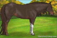 Horse Color:Liver Chestnut Tobiano 
