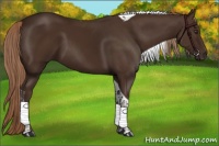 Horse Color:Liver Chestnut Tobiano 