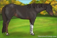 Horse Color:Liver Chestnut Tobiano