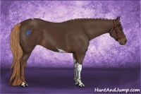 Horse Color:Liver Chestnut Tobiano