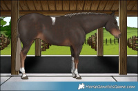 Horse Color:Liver Chestnut Tobiano 