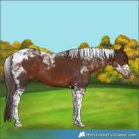 Horse Color:Liver Chestnut Tobiano 