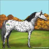 Horse Color:Black Appaloosa 