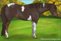 Horse Color:Liver Chestnut Tobiano