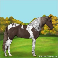 Horse Color:Liver Chestnut Tobiano