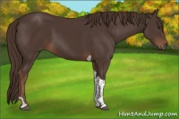 Horse Color:Liver Chestnut Tobiano 