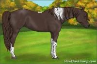 Horse Color:Liver Chestnut Tobiano 