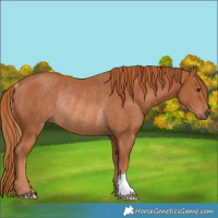 Horse Color:Chestnut Rabicano 