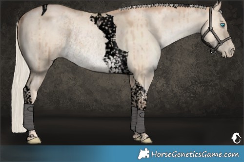Horse Color:Void Chocolate Palomino Pearl Dun Tobiano Rabicano Brindle 
