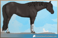 Horse Color:Liver Chestnut Tobiano 