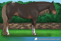Horse Color:Liver Chestnut Tobiano