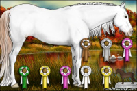 Horse Color:Chestnut Appaloosa